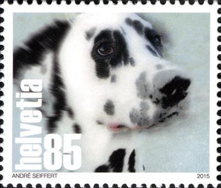 Dalmatian Dog (Canis lupus familiaris)