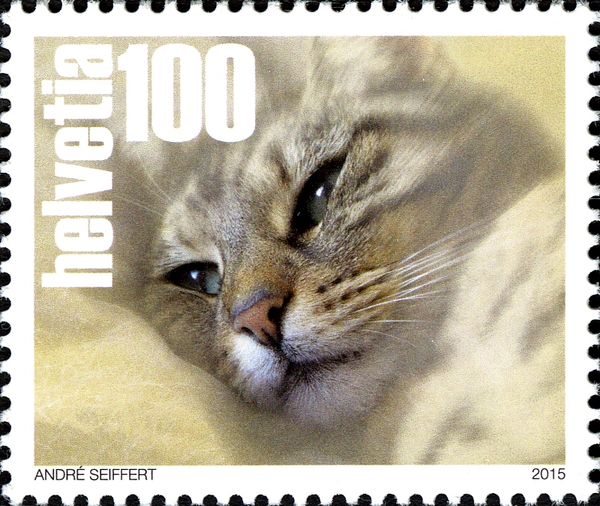 Domestic Cat (Felis silvestris catus)