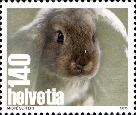 Domestic Rabbit (Oryctolagus cuniculus forma domestica)