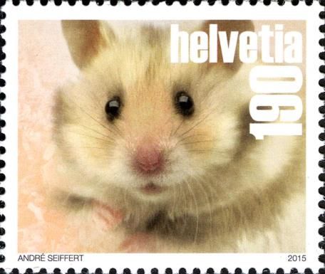Golden Hamster (Mesocricetus auratus)