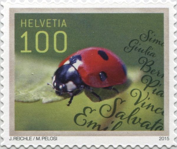 Ladybird Beetle (Congratulations)