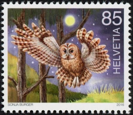 Tawny Owl (Strix aluco)
