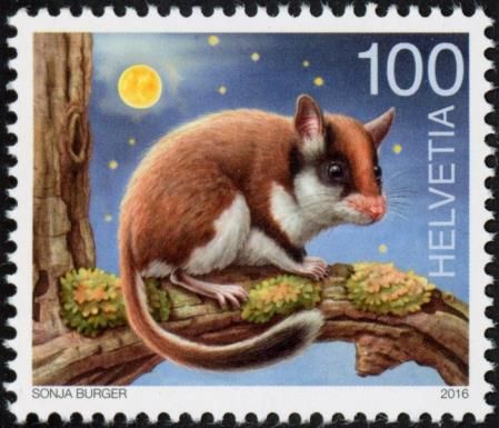 European Garden Dormouse (Eliomys quercinus)