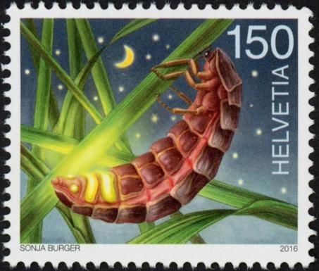 Common Glow-worm (Lampyris noctiluca)