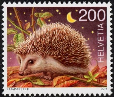 West European Hedgehog (Erinaceus europaeus)