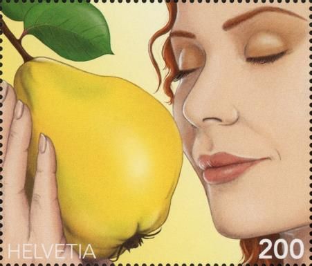 Quince (Cydonia oblonga)