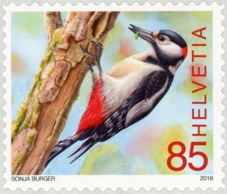 Great Spotted Woodpecker (Dendrocopos major)