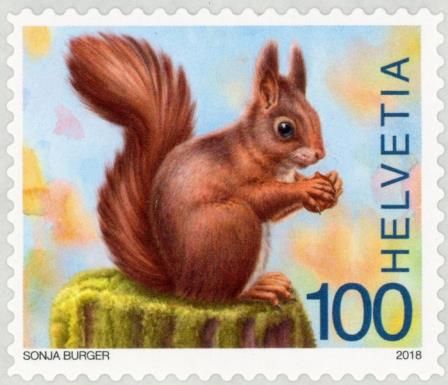 Eurasian Red Squirrel (Sciurus vulgaris)