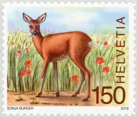 Western Roe Deer (Capreolus capreolus)