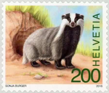 Eurasian Badger (Meles meles)