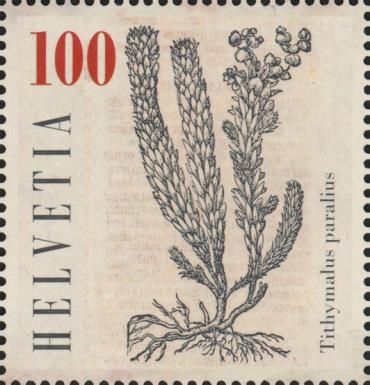 Tithymalus paralius
