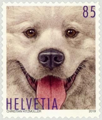 Dog Portrait