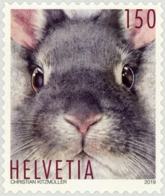 Rabbit Portrait