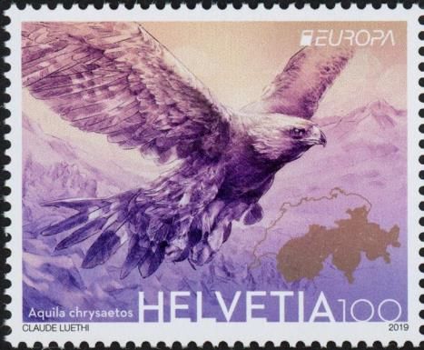 Golden Eagle (Aquila chrysaetos)