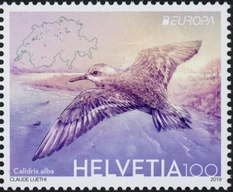 Sanderling (Calidris alba)