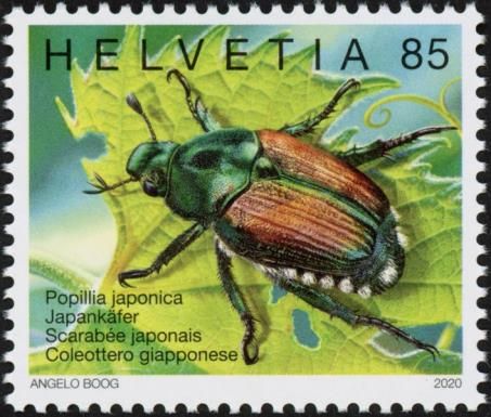 Japanese Beetle (Popillia japonica)
