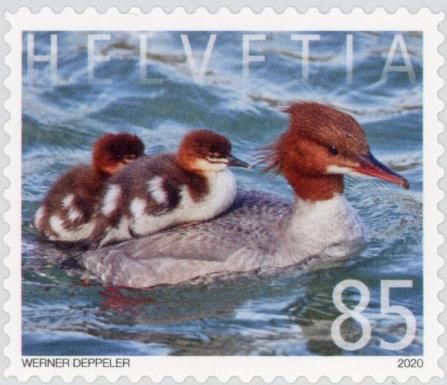 Common Merganser (Mergus merganser)
