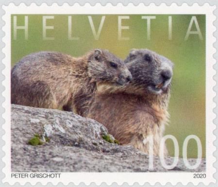 Alpine Marmot (Marmota marmota)