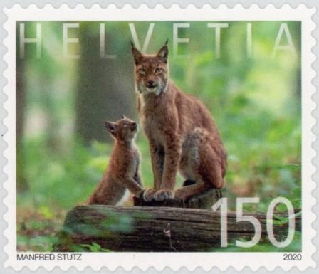 Lynx (Lynx lynx)