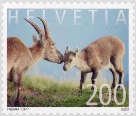 Alpine ibex (Capra ibex)
