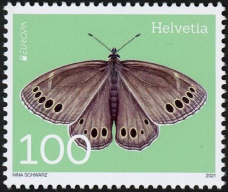 Woodland Brown (Lopinga achine)