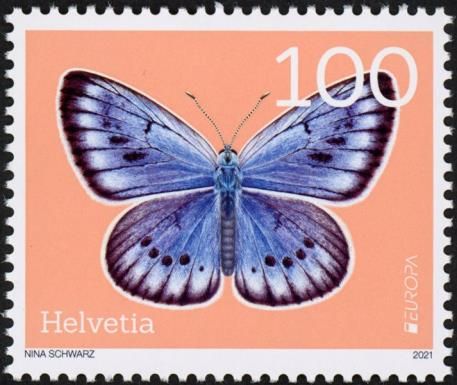 Scarce Large Blue (Phengaris teleius)