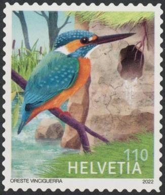 Common Kingfisher (Alcedo atthis)