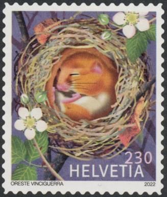 Hazel Dormouse (Muscardinus avellanarius)