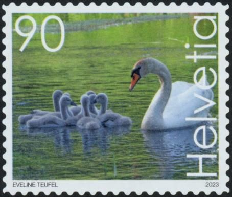 Mute Swan (Cygnus olor)