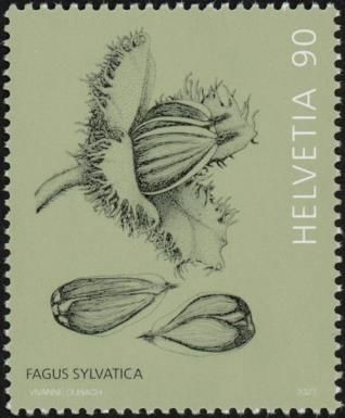 Beechnuts (Fagus Sylvatica)