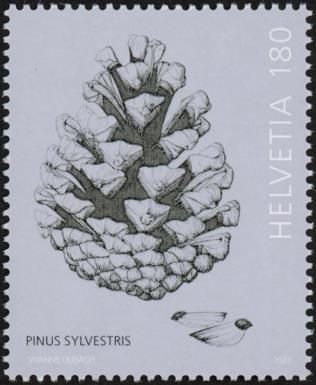 Pine Cone (Pinus Sylvestris)