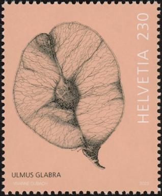 Samara (Ulmus Glabra)