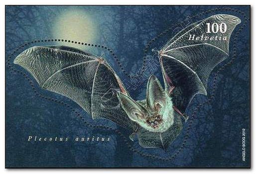 Brown Long-eared Bat (Plecotus auritus)