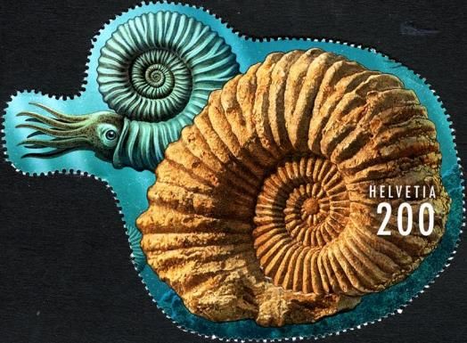 Ammonites