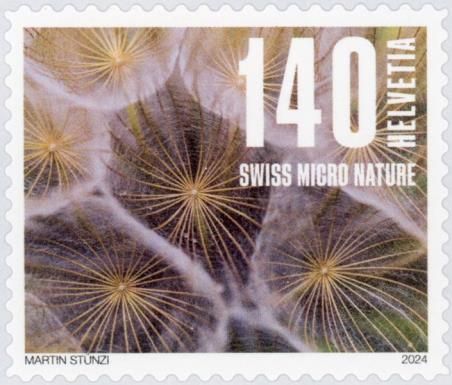 Seedhead: Goat's Beard
