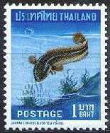 Striped Snakehead (Channa striata)