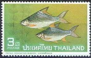 Java Barb (Puntius gonionotus)