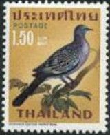 Eastern Spotted Dove (Spilopelia chinensis)