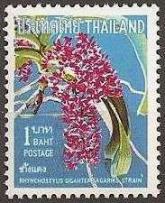 Rhynchostylis gigantea