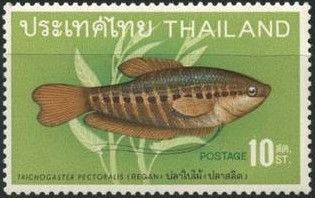Snakeskin Gourami (Trichogaster pectoralis)