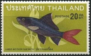 Red-tailed Black Shark (Labeo bicolor)