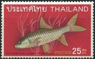 Thai Mahseer (Tor tambroides)