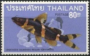 Asian Bumblebee Catfish (Leiocassis siamensis)