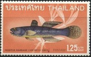 Queen of Siam Goby (Vaimosa rambaiae) 