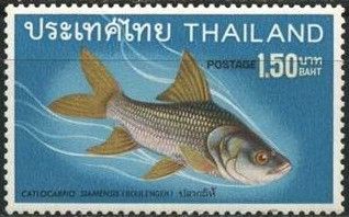 Giant Barb (Catlocarpio siamensis)