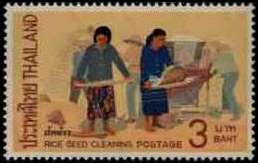 Rural Life- Rice seed cleaning