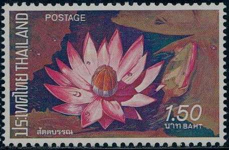 Water lilies