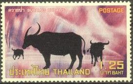 Asian Wild Buffalo (Bubalus bubalis)