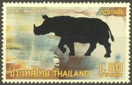 Javan Rhinoceros (Rhinoceros sondaicus)
