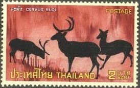 Brow-antlered Deer (Cervus eldi)